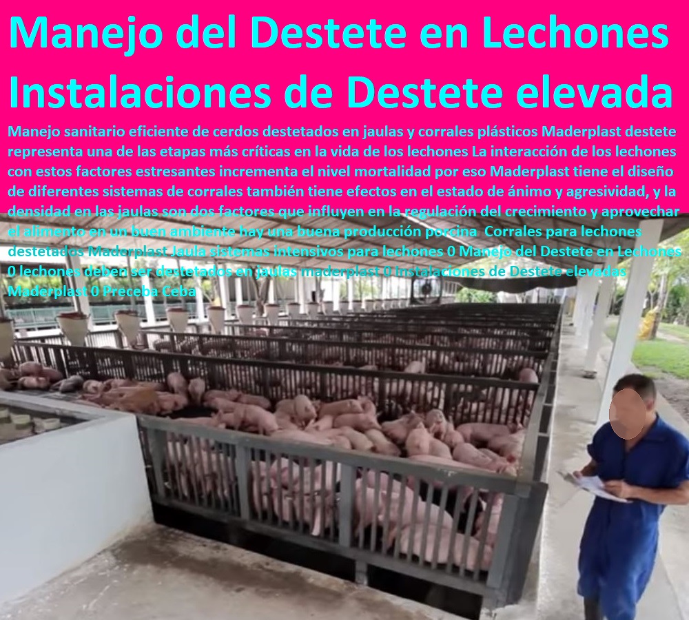 Corrales para lechones destetados Maderplast Jaula sistemas intensivos para lechones 0 Manejo del Destete en Lechones 0 lechones deben ser destetados en jaulas maderplast 0 Instalaciones de Destete elevadas Maderplast 0 parideras, porcinas corral, gestación cerdas, parto cerda, lechonera, destete, jaula pre ceba porcinos, corraleja, ceba, engorde cerdos, porqueriza cría de lechones, pisos jaulas comederos, porcicultura jaulas, corrales, Preceba Ceba Corrales para lechones destetados Maderplast Jaula sistemas intensivos para lechones 0 Manejo del Destete en Lechones 0 lechones deben ser destetados en jaulas maderplast 0 Instalaciones de Destete elevadas Maderplast 0 Preceba Ceba